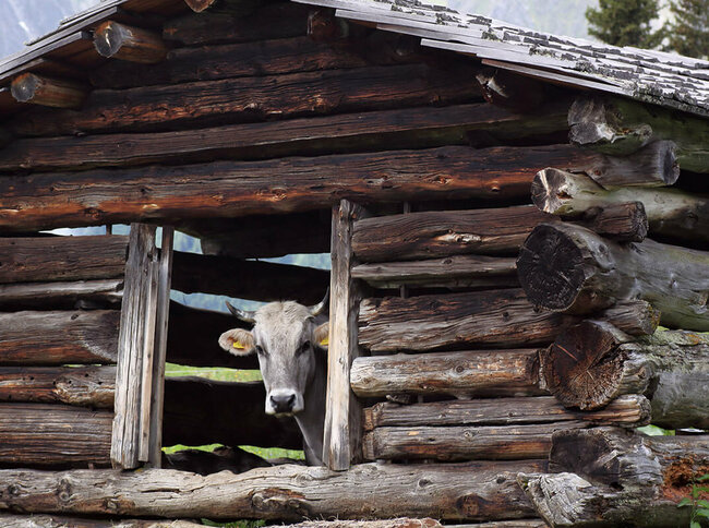Alte Holzschupfe in Kals a. G. mit Grauvieh Alte Holzschupfe in Kals a. G. mit Grauvieh