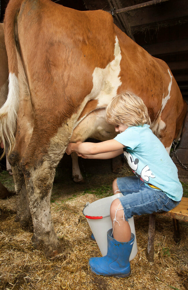 Ein Junge mit blauen Gummistiefeln sitzt im Stall und melkt eine Kuh.