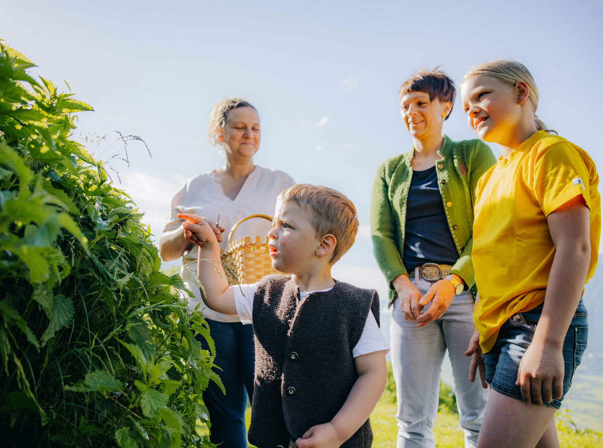 Brennnessel pflücken Brennnessel pflücken