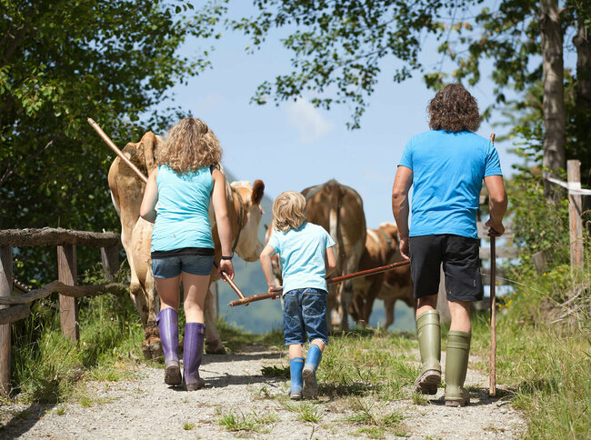 Urlaub am Bauernhof Ein Mann, eine Frau und ein Junge treiben Kühe auf einem Weg.