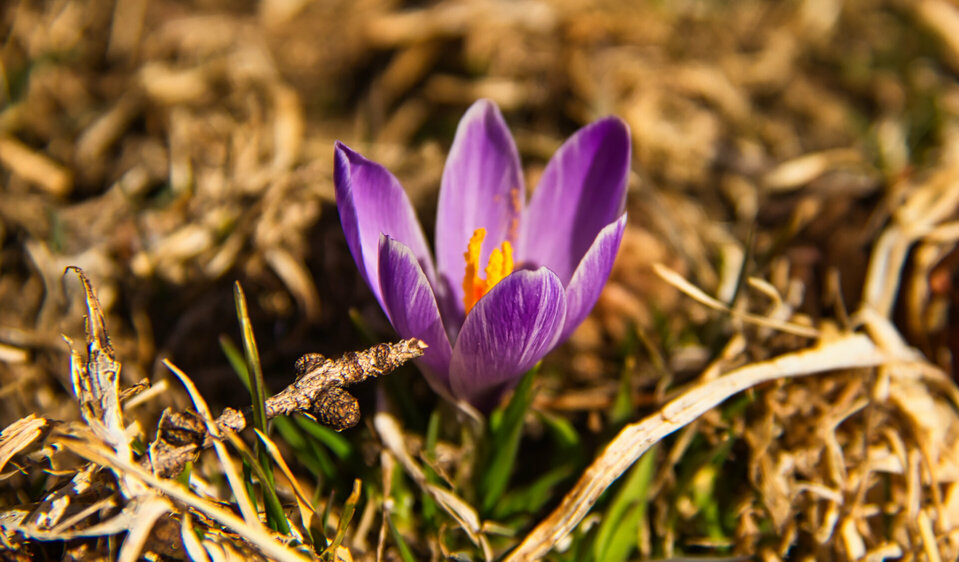 Die ersten Frühlingsblumen