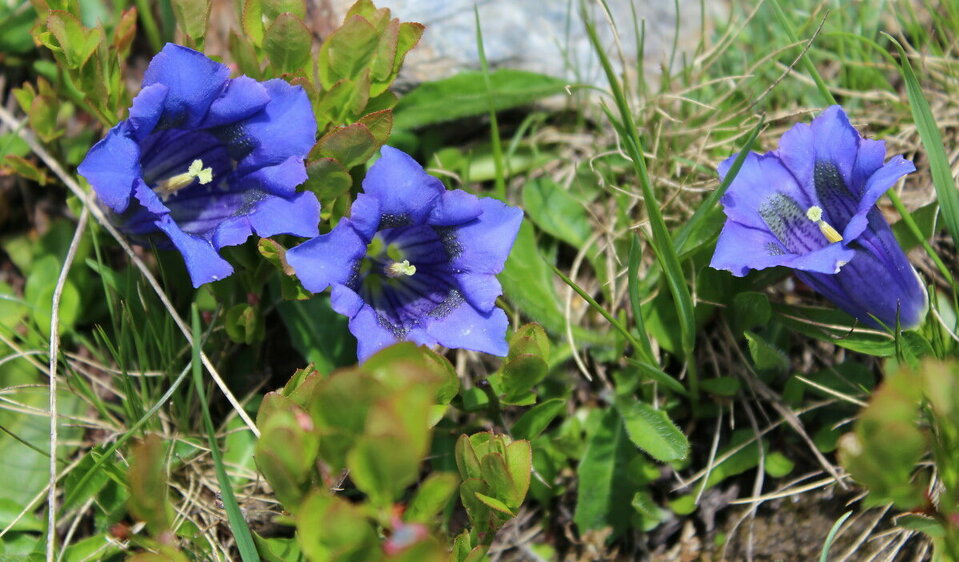 Fiori di genziana all'inizio dell'estate Fiori di genziana all'inizio dell'estate