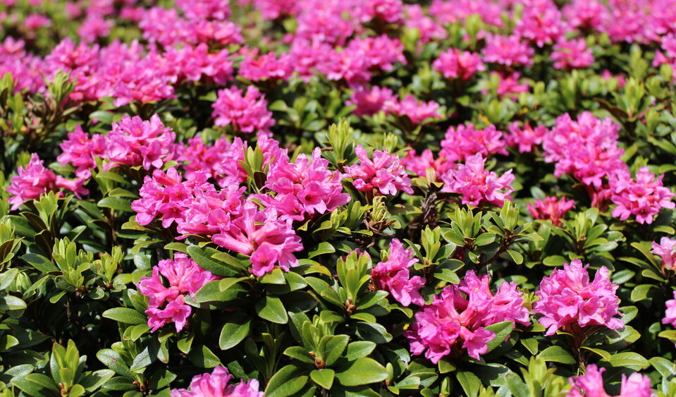 Rhododendron ferrugineum - "Illumina" l'estate! Rhododendron ferrugineum - "Illumina" l'estate!