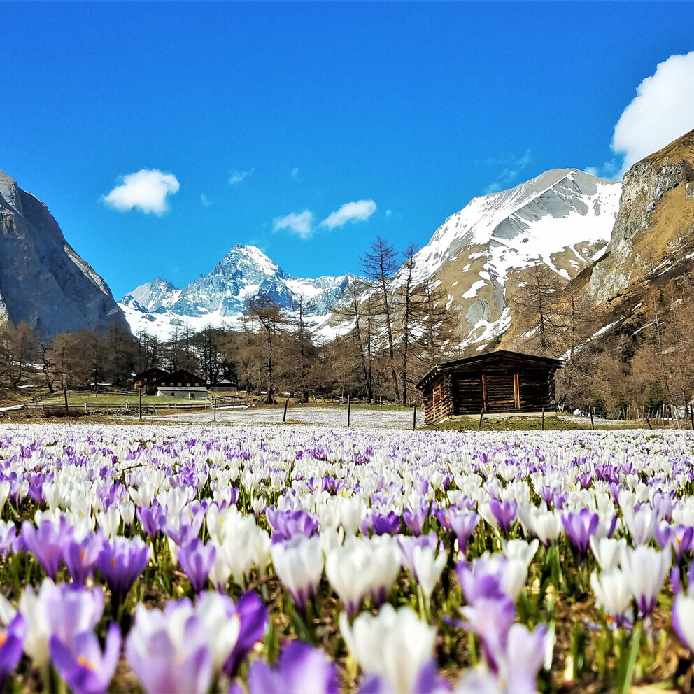 Krokusswiese mit Blick auf Großglockner Krokusswiese in weiß und lila mit Blick auf eine kleine Almhütte und den Großglockner.