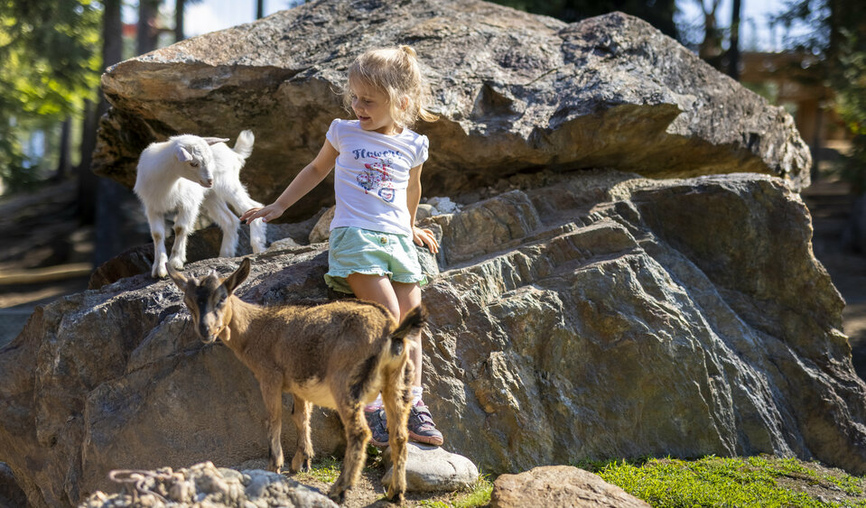 Moosalm Streichelzoo Ziegen Streichelzoo