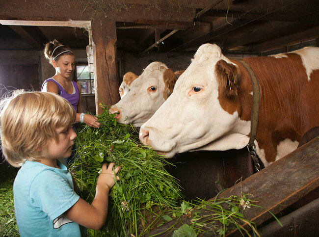Zwei Kinder füttern Kühe im Stall mit frischem Gras.