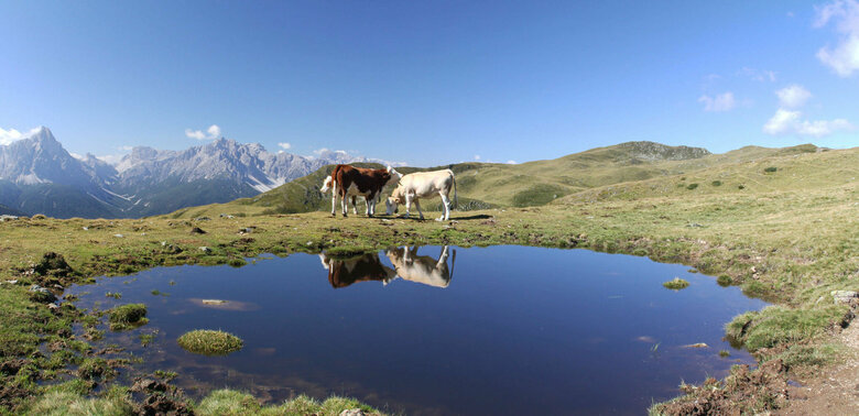 Kühe am Thurntaler See Drei Kühe weiden am Thurntaler See. Die Kulissen der Kühe spiegeln sich in dem kleinen See. Der Himmel ist strahlend blau.