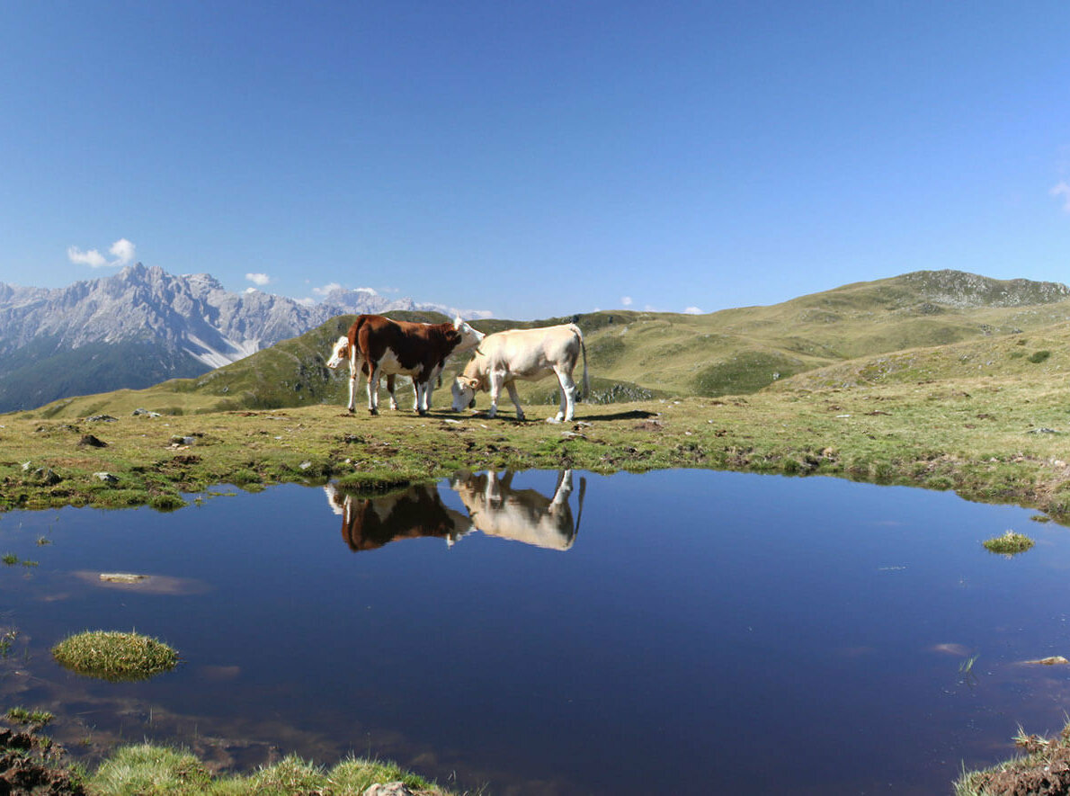 Drei Kühe weiden am Thurntaler See. Die Kulissen der Kühe spiegeln sich in dem kleinen See. Der Himmel ist strahlend blau.