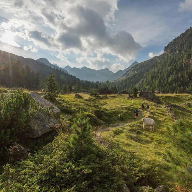Drei Wanderer und eine Kuh auf einem Wandersteig im Debanttal.