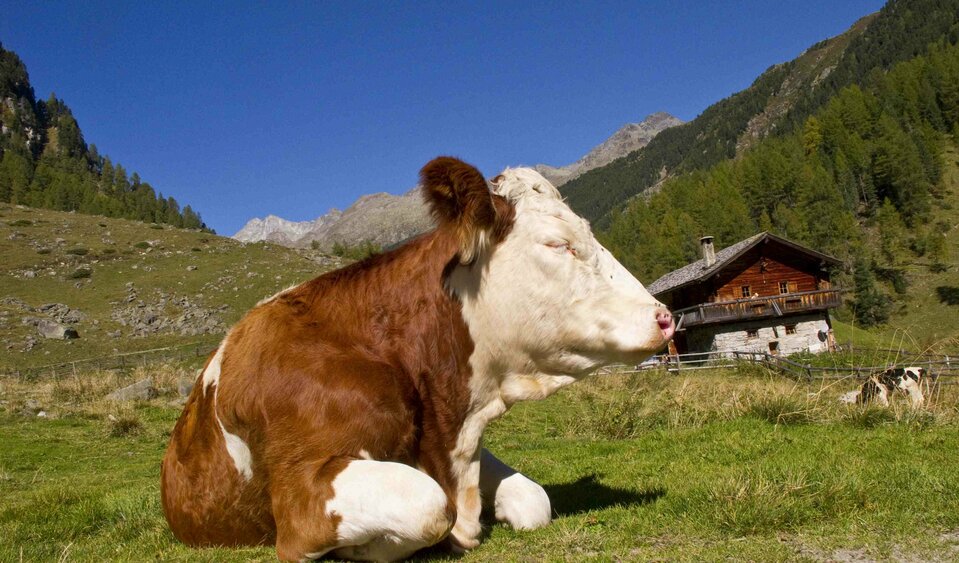 Kuh auf der Patscher Alm gemütliche Spaziergänge