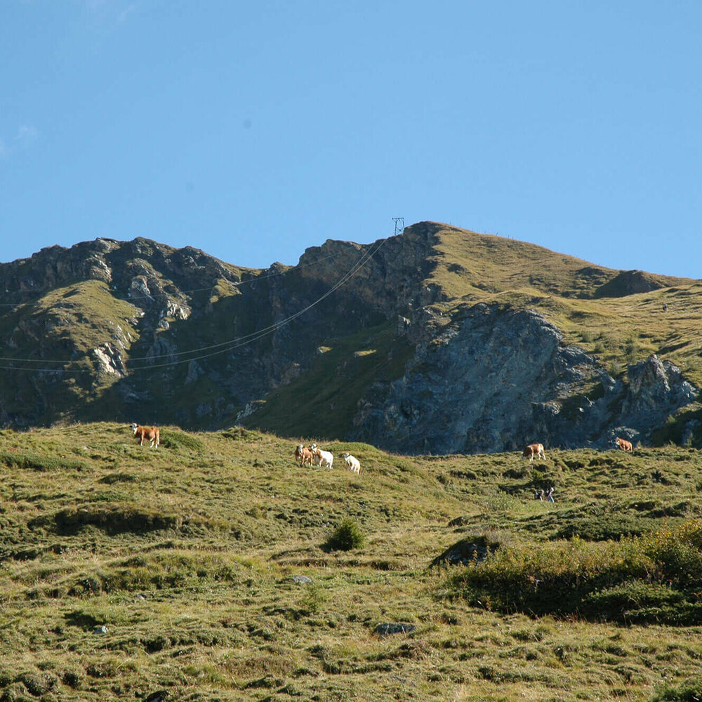 Glorer Hütte Wiesen