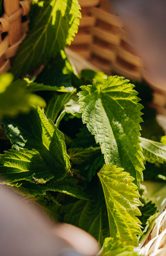 Brennnessel Brennnessel in einem geflochtenen Korb