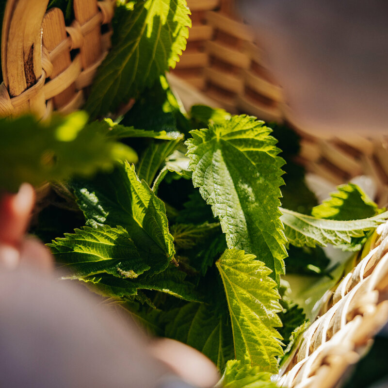 Brennnessel in einem geflochtenen Korb