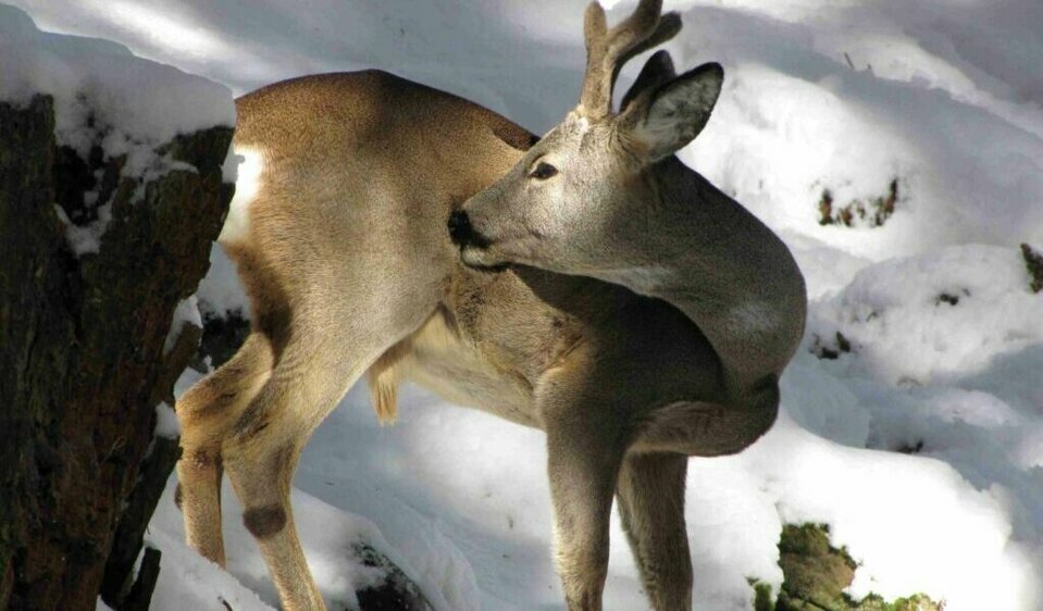 Ein Rehbock auf Futtersuche