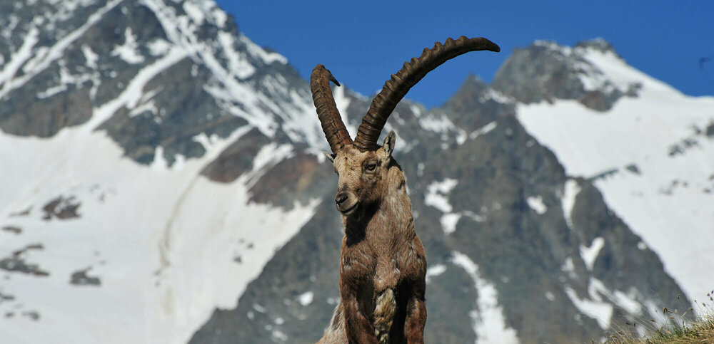 Großglockner Steinbock Ein Steinbock im Nationalpark hohe Tauern