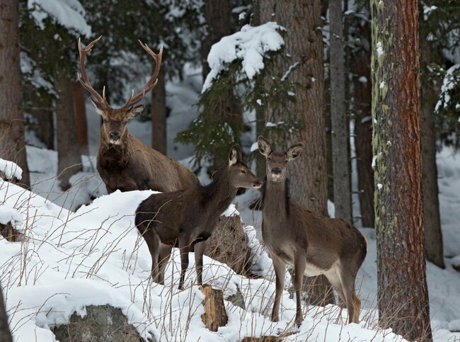 rotwild-im-nationalpark-hohe-tauern