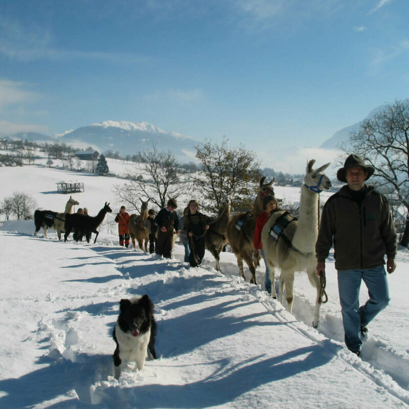 Kinder mit Lamas beim Lamatrekking Dolomitenlama
