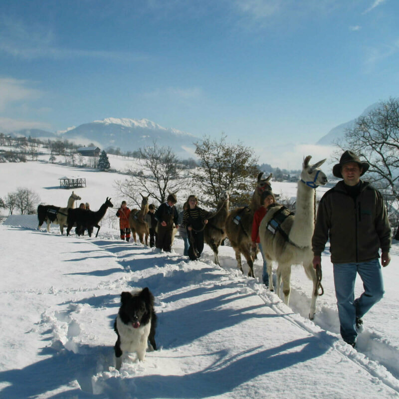 Lamatrekking Dolomitenlama Kinder mit Lamas beim Lamatrekking Dolomitenlama