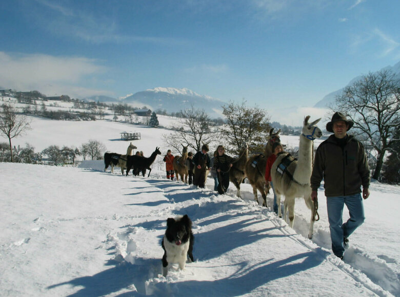 Kinder mit Lamas beim Lamatrekking Dolomitenlama