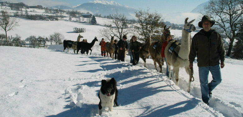 Kinder mit Lamas beim Lamatrekking Dolomitenlama