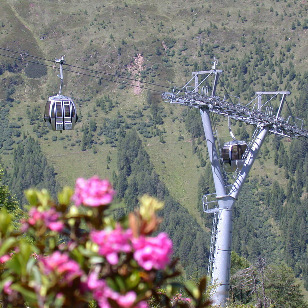 Bergbahn St.Jakob Blick auf eine Gonder der Bergbahn St. Jakob im Defereggental, im Vordergrund blühende Almrosen