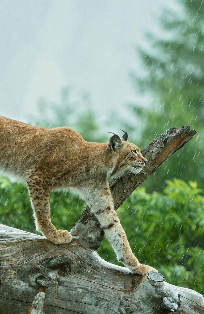 Luchs im Wildpark Assling Ein Luchs im Wildpark Assling geht auf einem Ast entlang im Regen.