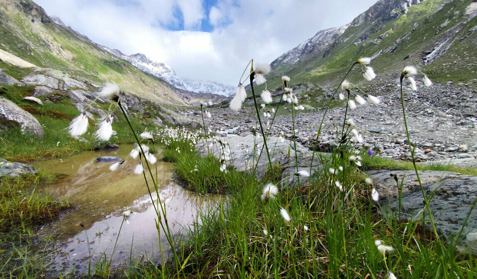 Wollgras wächst am Almboden vor dem Umbalkees-Gletscher, dem Ursprung der Isel.