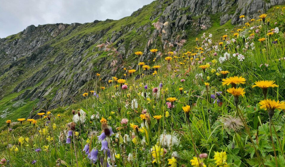 Bergwiese in Virgen ...the flowery soft scent of mountain meadows