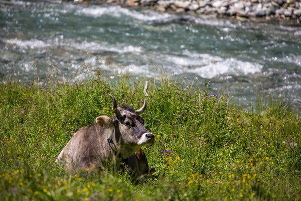 Eine Kuh mit Hörnern liegt im Gras, im Hintergrund fließt ein Bach. 