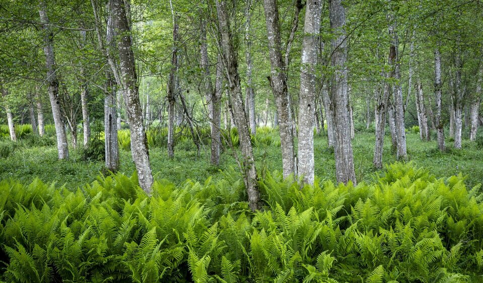 Wilde Natur am Iseltrail in Osttirol.