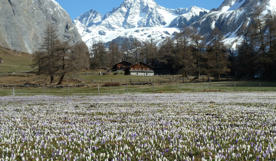 Frühling in Kals Frühlingserwachen am Fuße des Großglockners