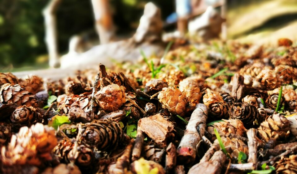 Rascheln und Knacksen