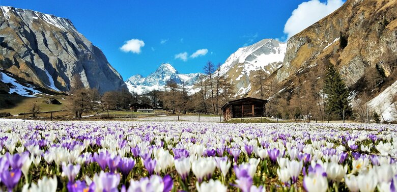 Krokusblüte beim Lucknerhaus Wiese mit blühenden Krokussen, im Hintergrund der schneebedeckte Großglockner.