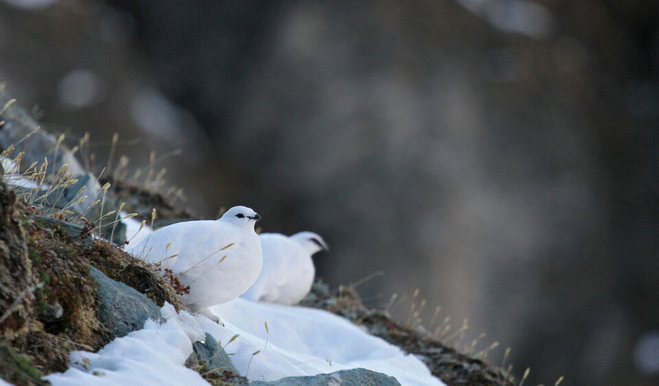 Ein Schneehuhn im Nationalpark Hohe Tauern
