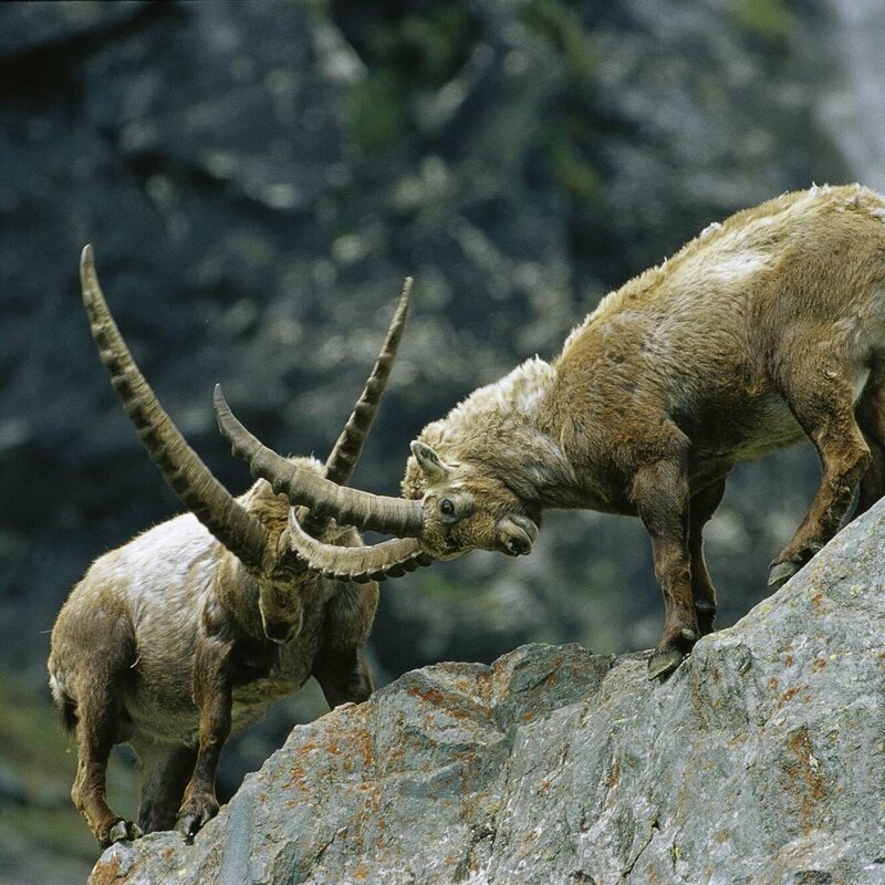 Steinbock im Nationalpark Hohe Tauern