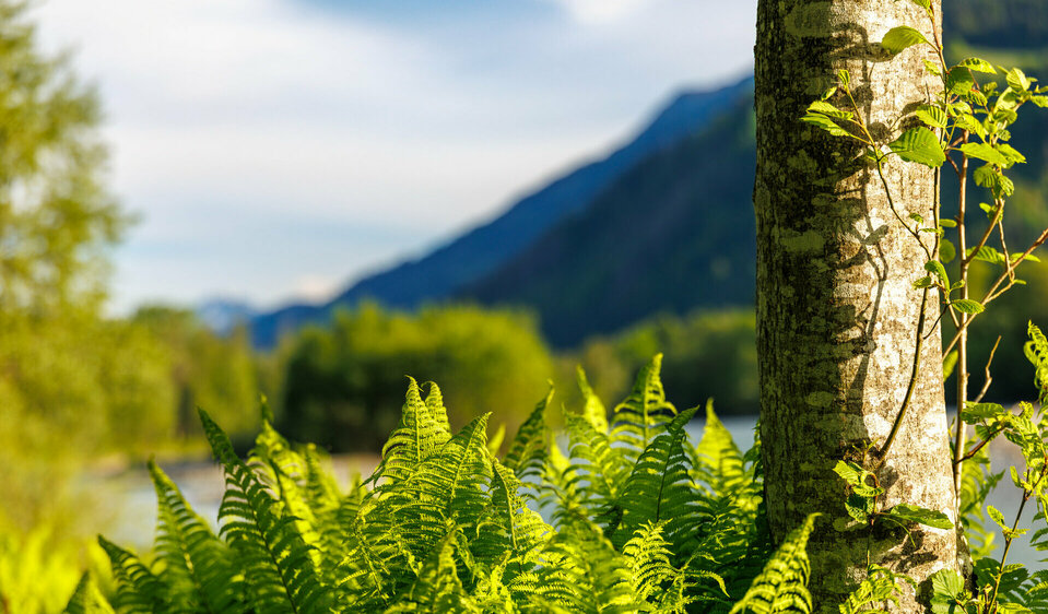 Ausblicke am Iseltrail in Osttirol.
