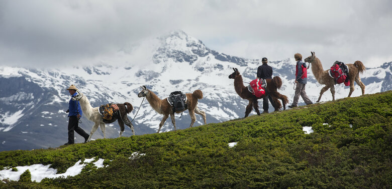 Lamatrekking Drei Personen mit vier Lamas beim Lamatrekking auf einer leicht verschneiten Bergwiese, mit schneebedeckten Bergen im Hintergrund.