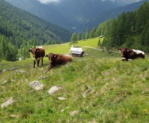 Almhütte Thalefeld - Lanser Erwin