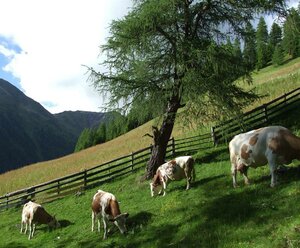 Almhütte Ahornalm I und II Andreas Mair