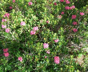 Almhütte Ahornalm I und II Andreas Mair